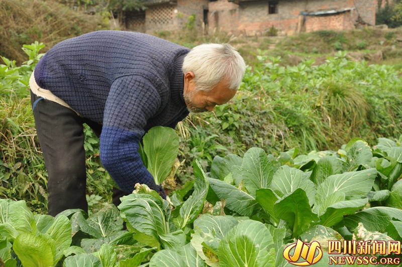 “一个月花1块8毛钱，买头痛粉花去8角钱、剩下一块钱买了包盐。”方大爷以前自己种了一亩多地，还喂有牲畜。今年感觉到身体明显不如以前，经常伴有头痛，腿脚也没有以前那么灵活，“自家的地种的少了，只喂了一头猪、两只鸡。”