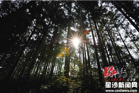 《大美长沙县·森林杯》摄影大赛结果出炉