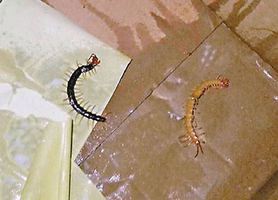 其中两条死于杀虫水的大蜈蚣。