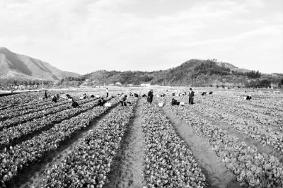 蔬菜基地。郭飚 摄