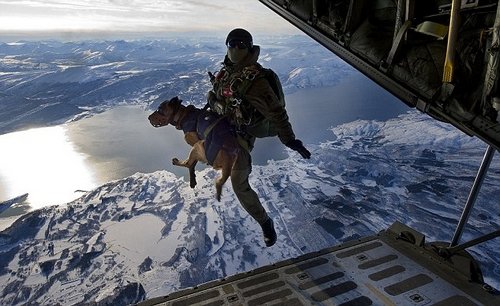 　　人民网12月23日电英国特种兵最近军演时，与军犬同时从3000米空中跳伞并顺利着陆。据悉，这些军犬通过特殊的装置与特种兵捆绑在一起。军犬嘴上戴了特制“笼头”，以防它们落地时弄伤嘴巴。此前，西班牙空军还开发了一种“串联跳伞法”，即将伞兵和军犬以及训导员挂在一起同时降落。这样，军犬训导员在不接受严格的专业训练的情况下，就可以被空投到战区执行任务。图为军犬和特种兵一起跳伞(网页截图)