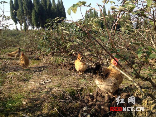 隆回县雨山镇沙溪村刘任存在金银花地里放养的鸡。