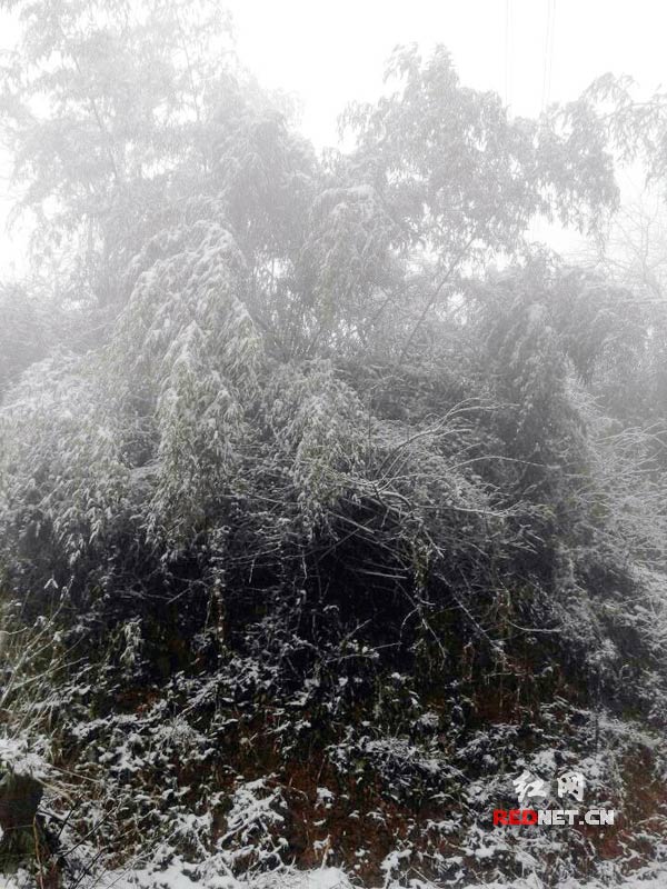 1月6日，石门县东山峰管理区迎来2015年第一场雪