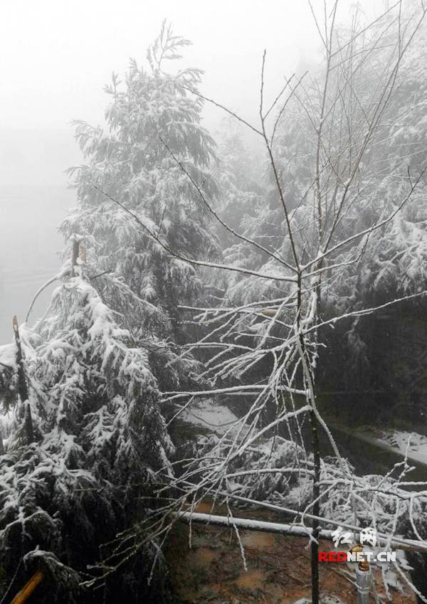 1月6日，石门县东山峰管理区迎来2015年第一场雪