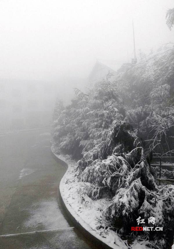 1月6日，石门县东山峰管理区迎来2015年第一场雪