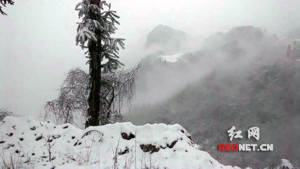 1月6日，石门县东山峰管理区迎来2015年第一场雪