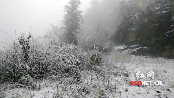 1月6日，石门县东山峰管理区迎来2015年第一场雪