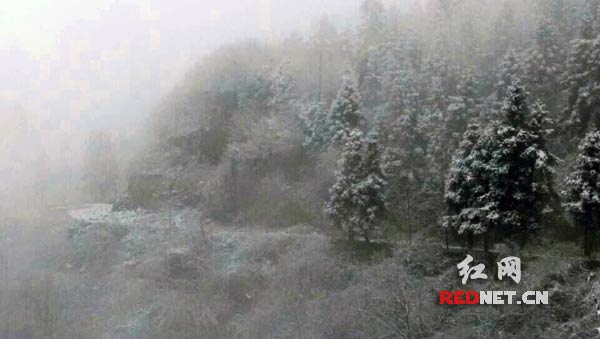 1月6日，石门县东山峰管理区迎来2015年第一场雪