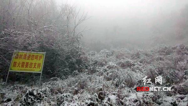 1月6日，石门县东山峰管理区迎来2015年第一场雪