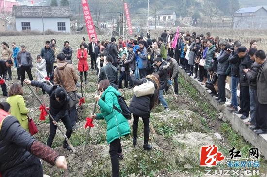 武陵源：蔬菜产业规模化 “好山好菜”孕育新希望