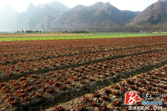 武陵源：蔬菜产业规模化 “好山好菜”孕育新希望