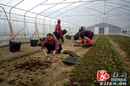 武陵源：蔬菜产业规模化 “好山好菜”孕育新希望