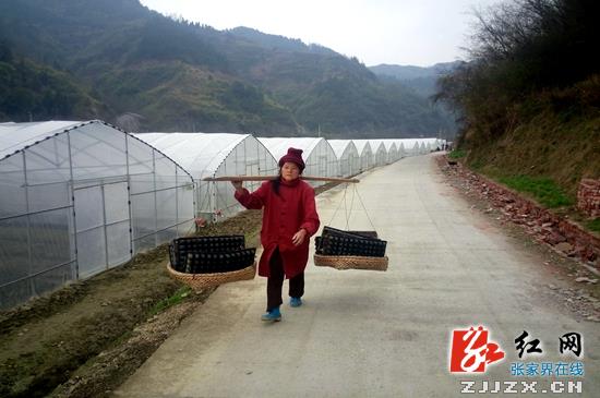 武陵源：蔬菜产业规模化 “好山好菜”孕育新希望