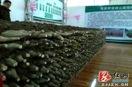 武陵源：蔬菜产业规模化 “好山好菜”孕育新希望
