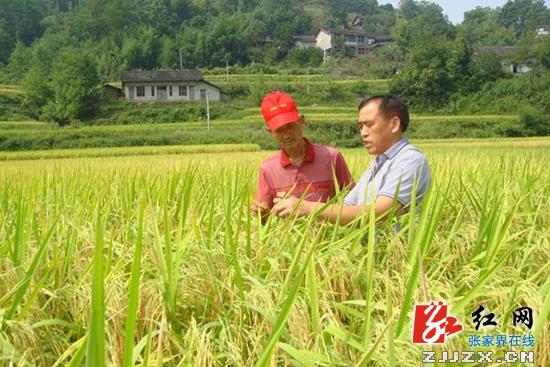 武陵源：“好山好水出好米” 生态稻走农业精品化路线