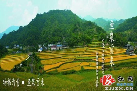 武陵源：“好山好水出好米” 生态稻走农业精品化路线