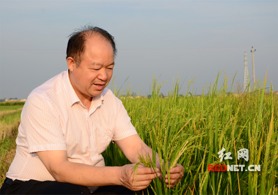 湖南省人大代表苏铁锚。