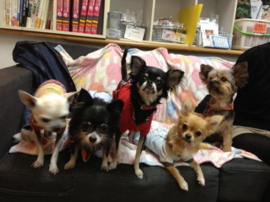 被遗弃小狗咖啡店当店员：顾客可抚摸或拍照（图）