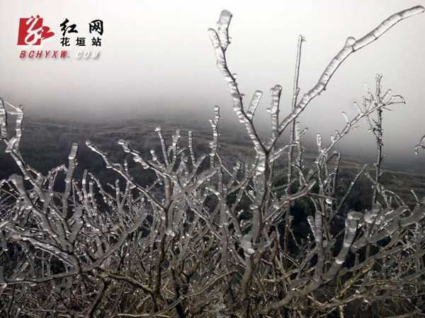 雨雪天气来袭 花垣800米以上高寒山区冰树银花