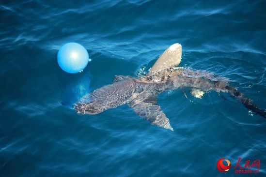 解放军护航编队训练突遇虎鲨 中止实弹射击(图)