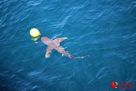 解放军护航编队训练突遇虎鲨 中止实弹射击(图)