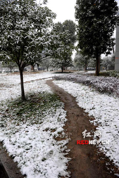 树上和空地上的积雪。