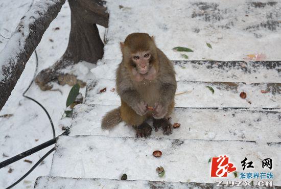 张家界：核心景区披银装 野生猕猴逗游人（图）