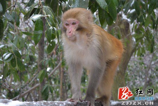 张家界：核心景区披银装 野生猕猴逗游人（图）
