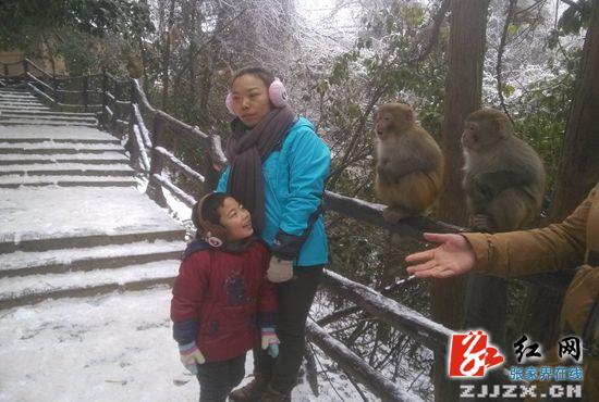 张家界：核心景区披银装 野生猕猴逗游人（图）
