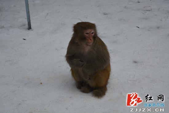 张家界：核心景区披银装 野生猕猴逗游人（图）