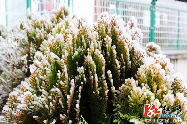 张家界黄石寨“踏雪寻梅游”受青睐（图）