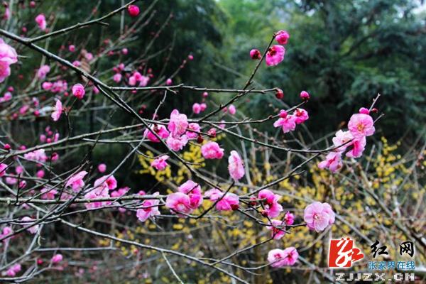 张家界黄石寨“踏雪寻梅游”受青睐（图）