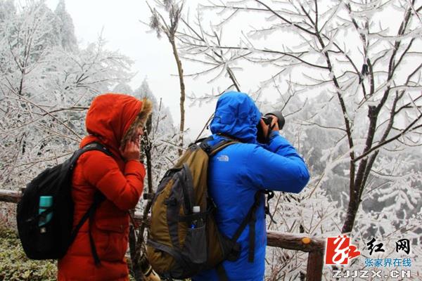张家界黄石寨“踏雪寻梅游”受青睐（图）