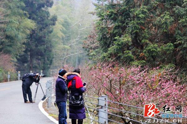 张家界黄石寨“踏雪寻梅游”受青睐（图）