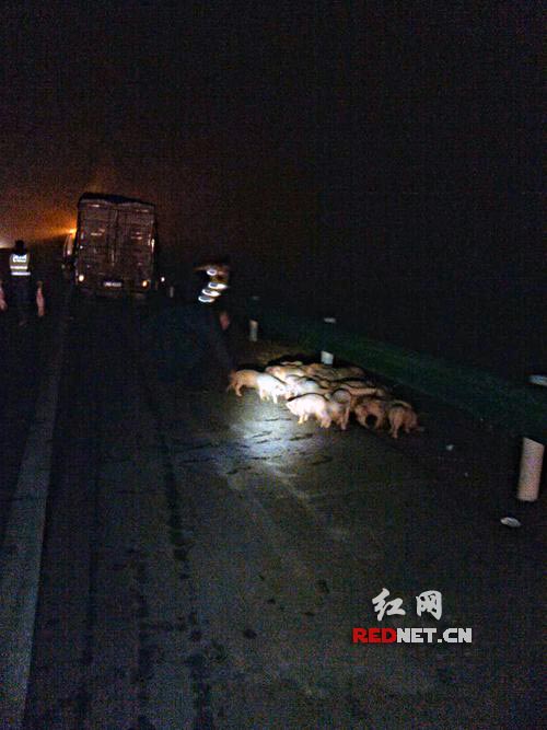 货车侧翻事故现场，小猪在高速公路上乱窜。