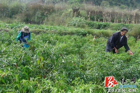 深山穷村展新颜 武陵源天子山镇黄河村建设扶贫工作纪实