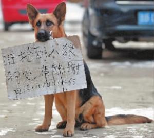 吉林市街头的“寻女”狼狗新文化记者王强摄