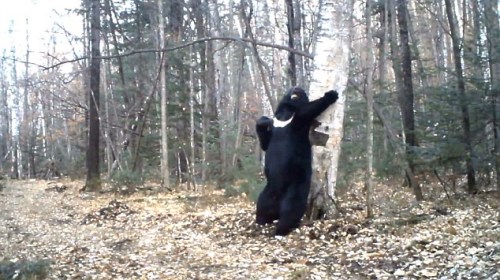 俄罗斯黑熊蹭痒秀“热舞”视频引网友围观（图）