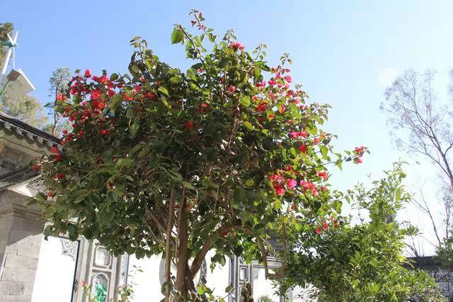 媒体揭秘习近平考察大理时舍不得离开之地