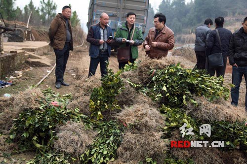 湖南省隆回县林业局技术人员验收油茶苗木