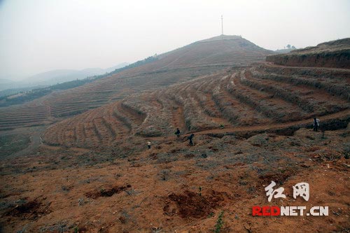 隆回县周旺镇清水村2000亩油茶基地