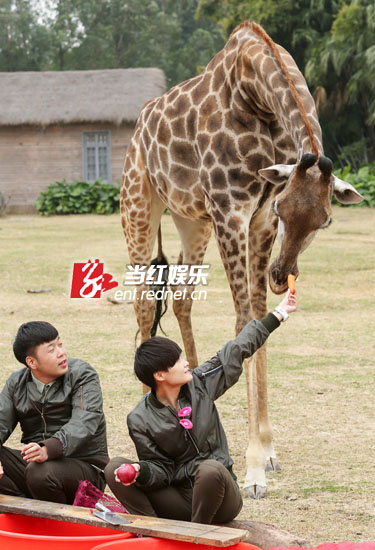 李宇春与杜海涛给长颈鹿喂食。