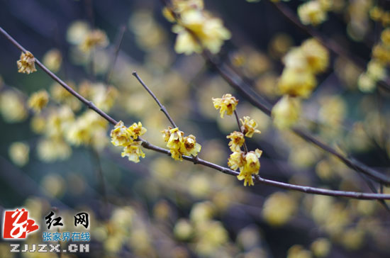 黄石寨梅园梅花初绽