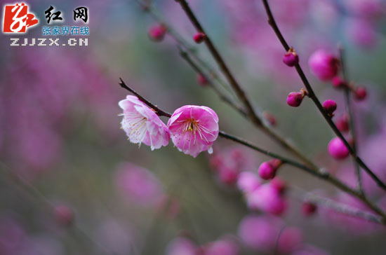 黄石寨梅园梅花初绽