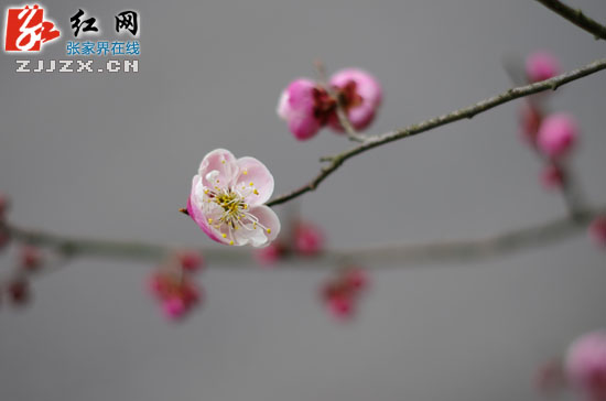 黄石寨梅园梅花初绽