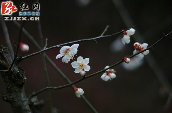 黄石寨梅园梅花初绽