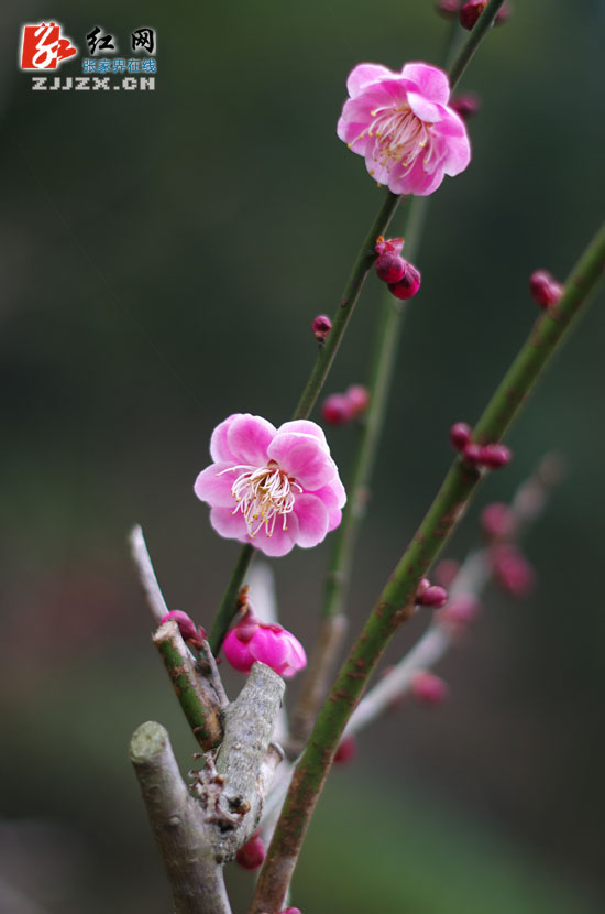 黄石寨梅园梅花初绽