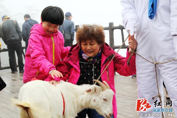 【我在张家界过春节】杨家界索道“逮”头活羊送游客