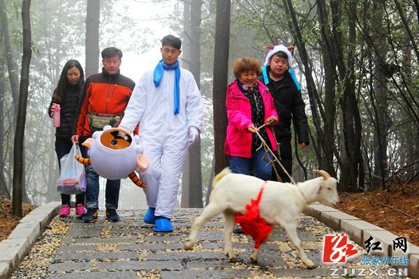 【我在张家界过春节】杨家界索道“逮”头活羊送游客