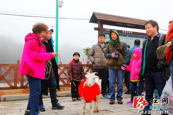 【我在张家界过春节】杨家界索道“逮”头活羊送游客